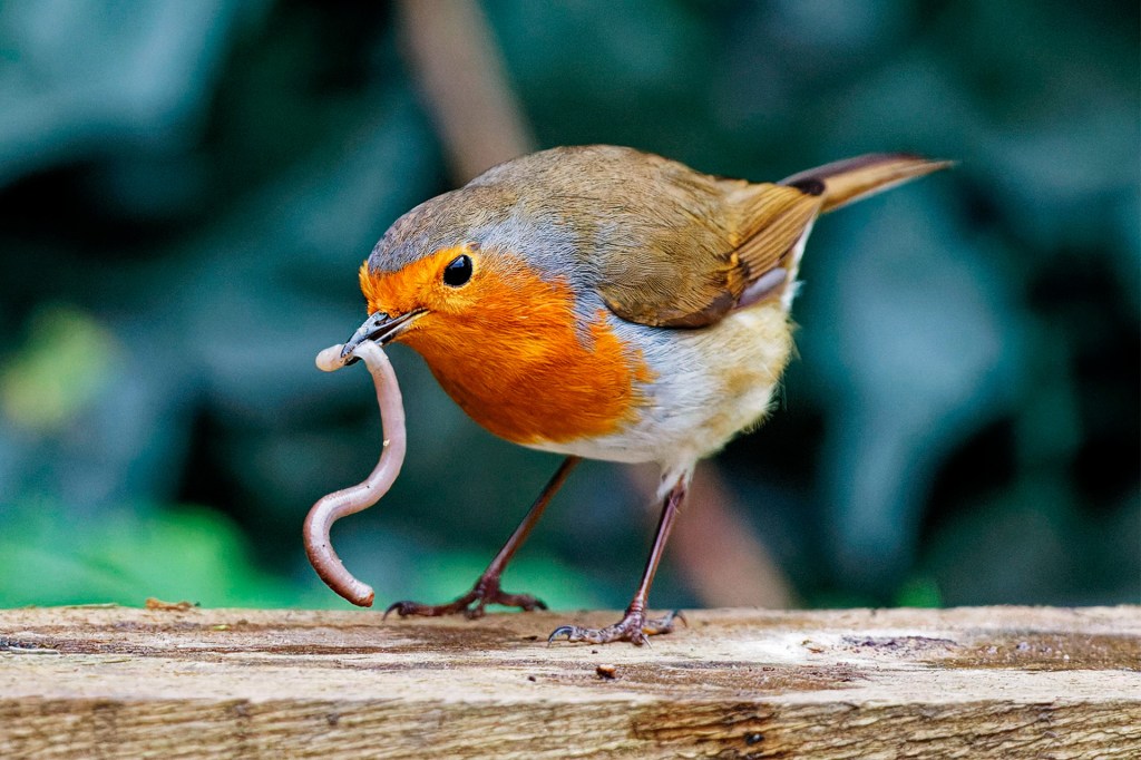 A small brown bird with an orange chest holds a worm in its beak.
