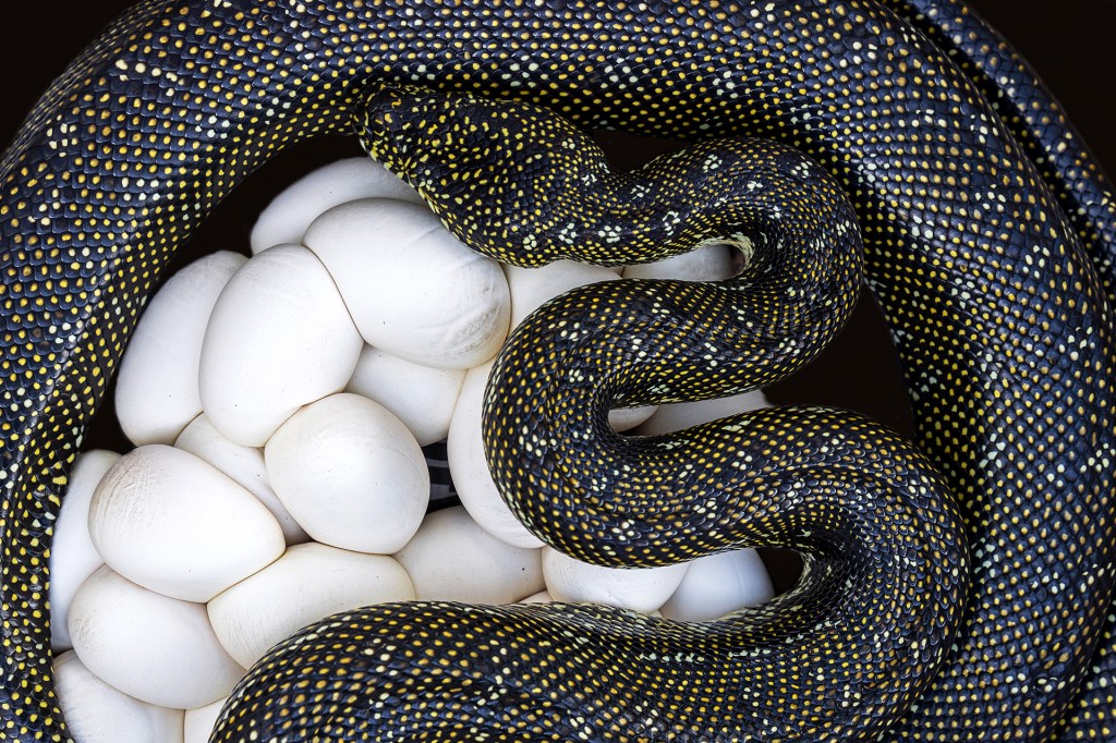 A spotted snake curls around a group of white eggs.