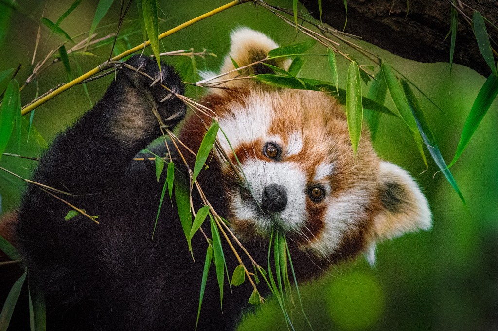 A red panda hangs from a tree branch surrounded by green leaves.