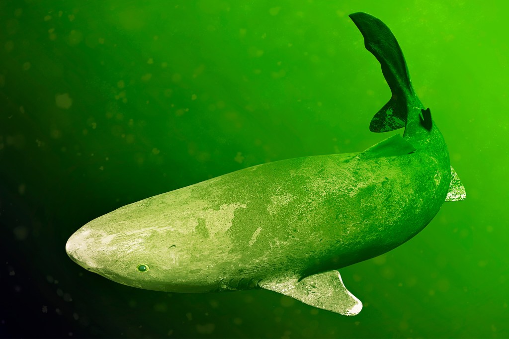 A large shark swims through green water.