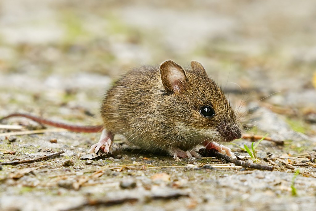 A small brown mouse
