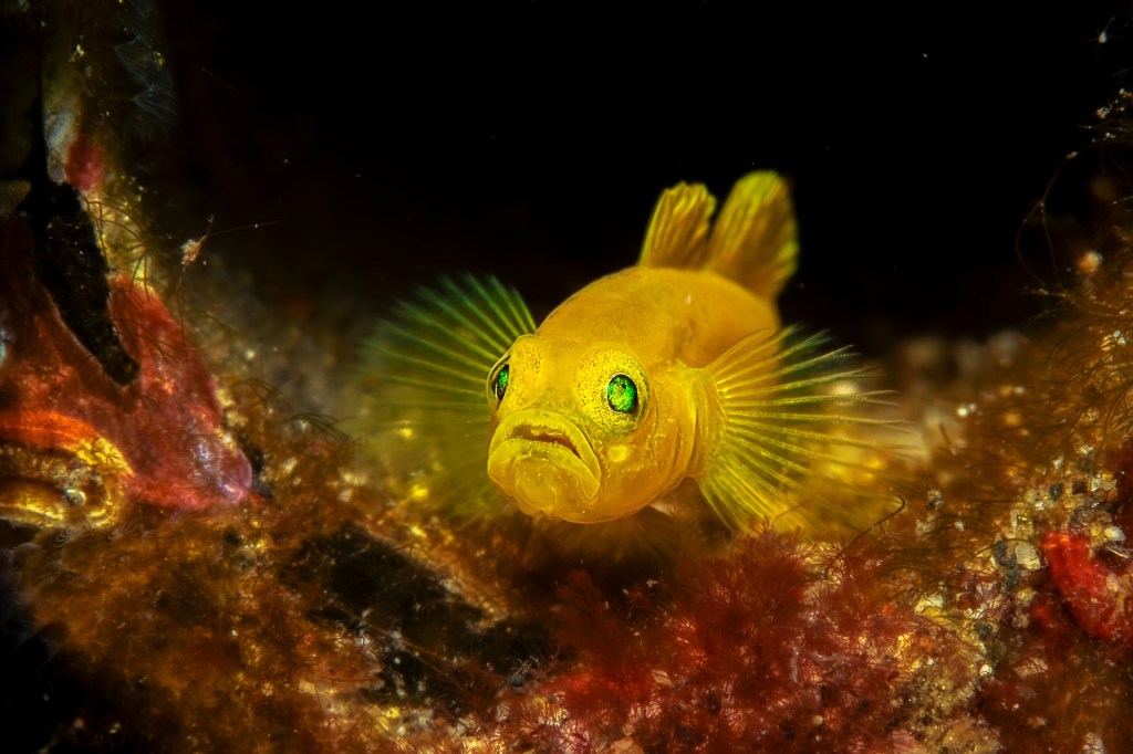 A small yellow fish swims near the ocean floor.