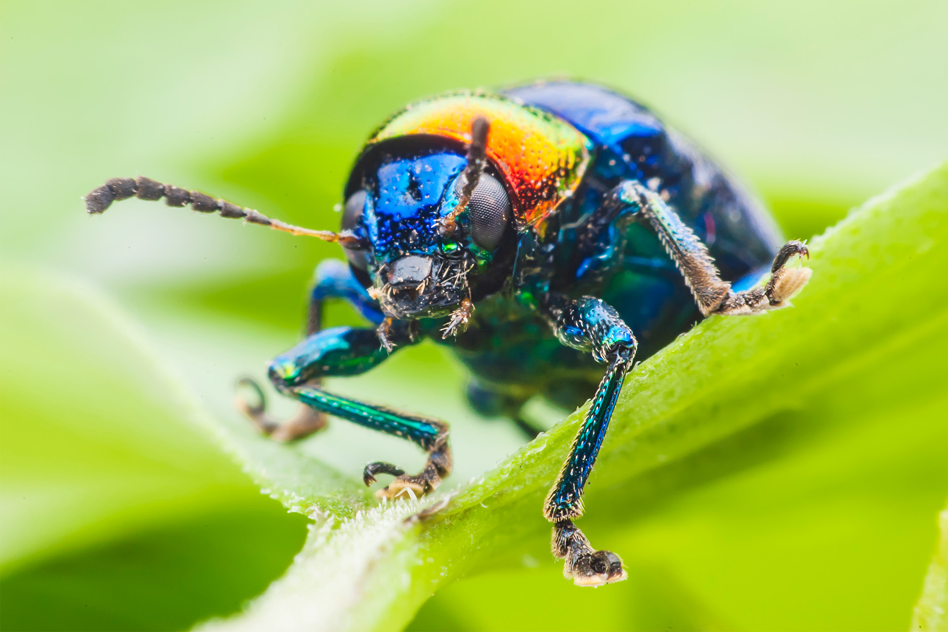 TIME for Kids | Insect Insider | K-1