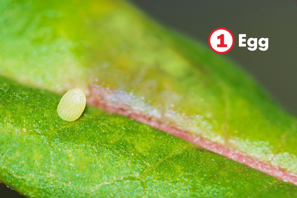 A tiny pale egg rests on a green leaf.