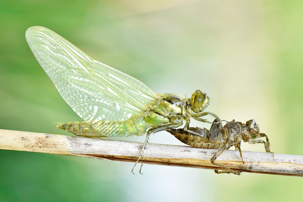 A winged insect emerges from its old outer covering on a plant stem.