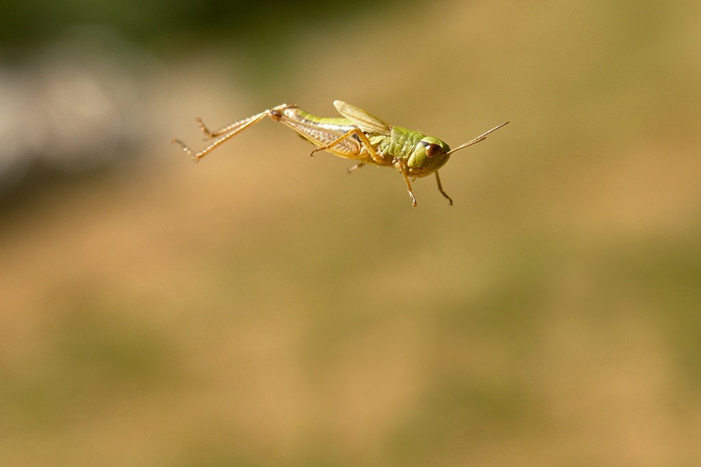 A green grasshopper jumps through the air.