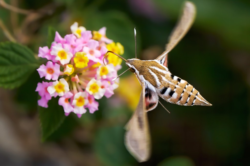 A striped moth hovers beside a cluster of pink and yellow flowers.