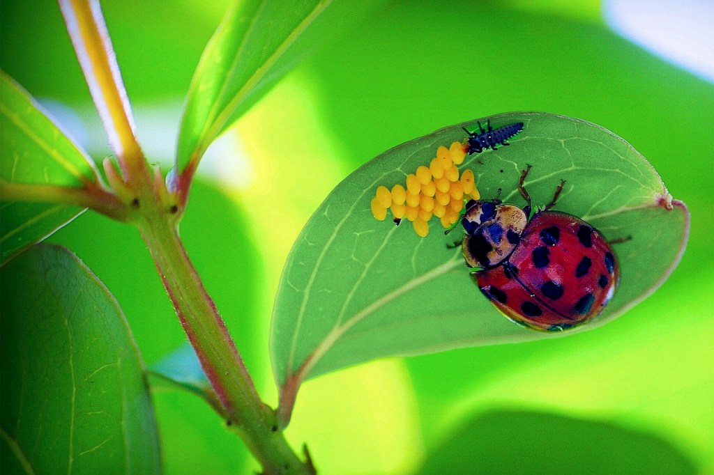 A red-and-black ladybug rests beside a cluster of yellow eggs on a leaf.