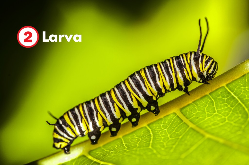 A black, yellow, and white caterpillar crawls along a green leaf.