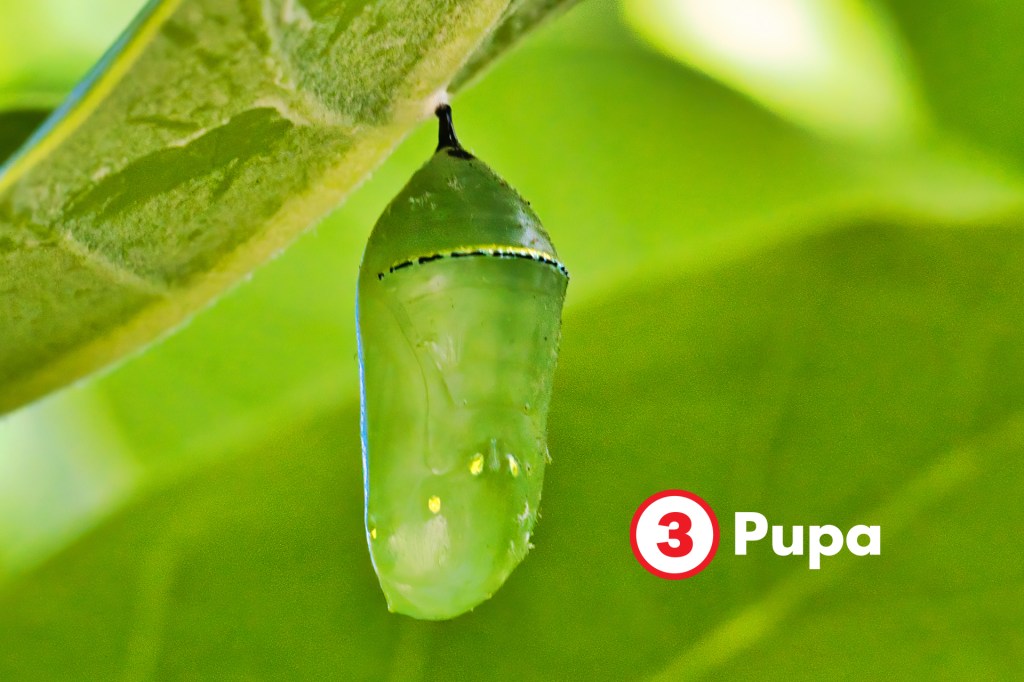 A green pupa hangs from the underside of a leaf.