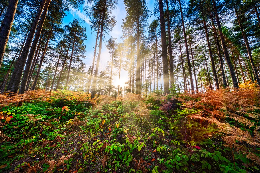 Sunlight shines through tall trees in a green forest.