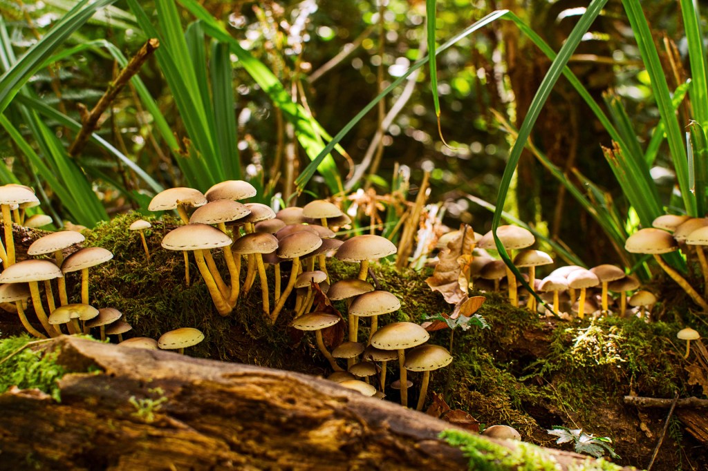 Clusters of small mushrooms grow among moss and plants on the forest floor.