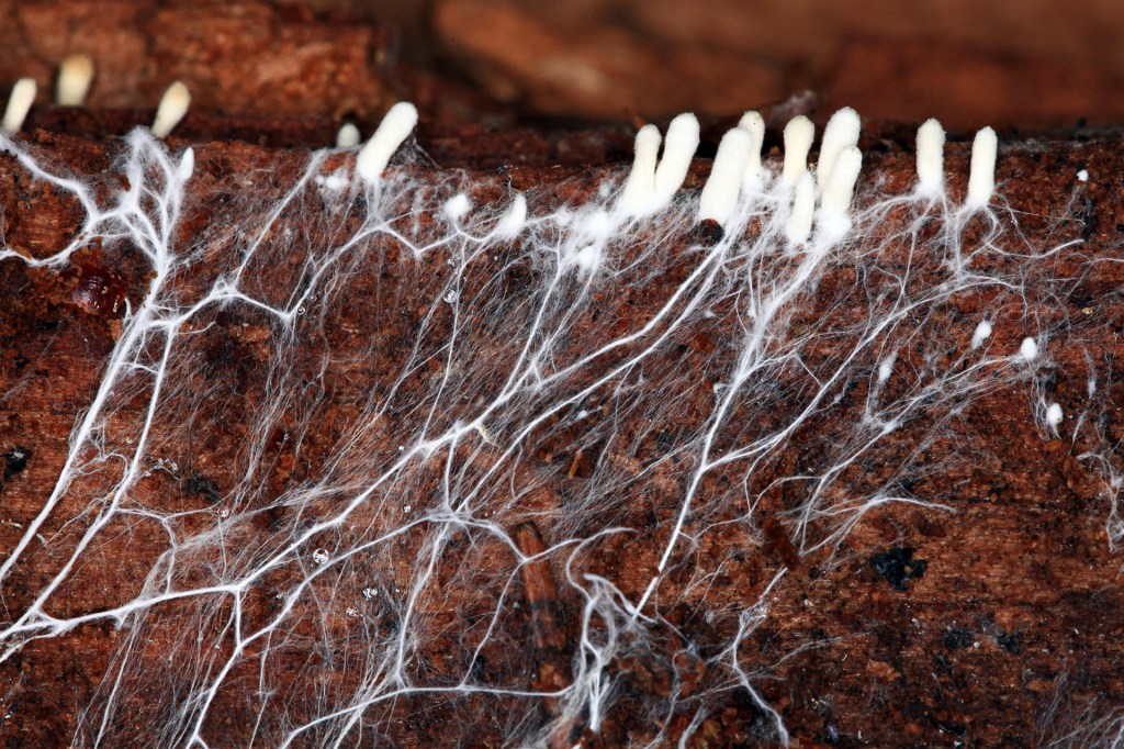 White threadlike fungus spreads across a piece of decaying wood.