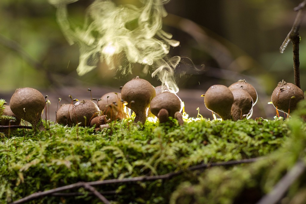 Round fungi release clouds of spores above a mossy forest floor.