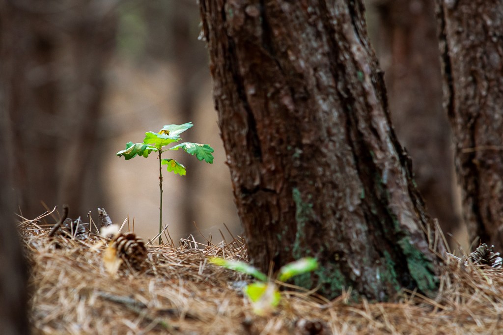 A small green seedling grows beside the trunk of a large tree.