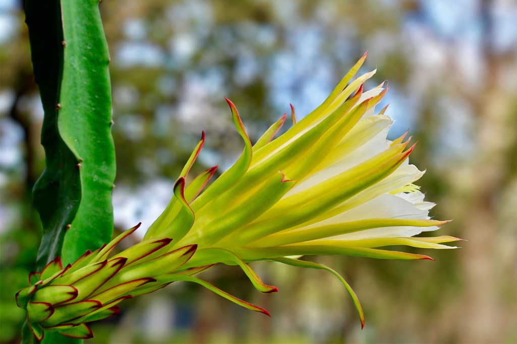 A large white flower opens from a green cactus stem.