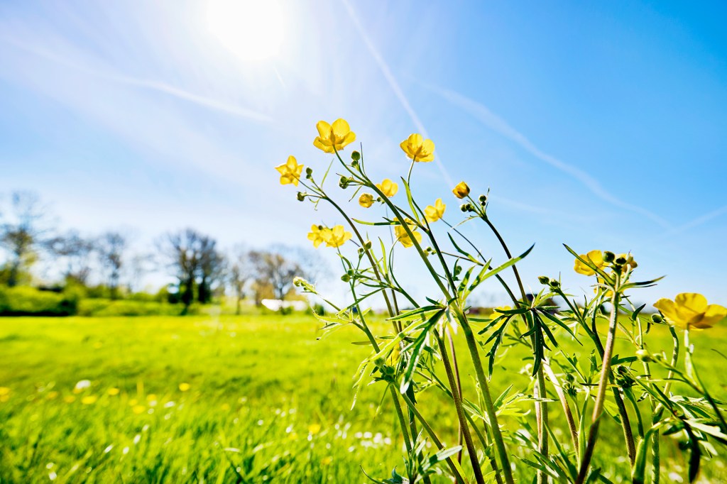 Yellow flowers grow in a sunny green field beneath a blue sky.