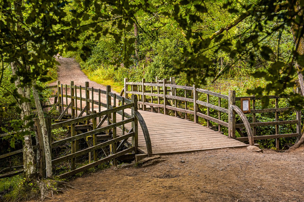 A wooden footbridge crosses a path in a leafy forest.