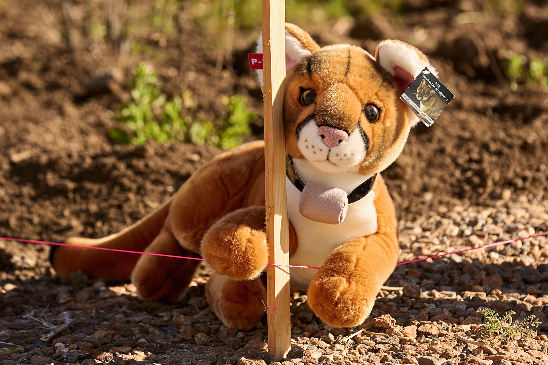 New Wildlife Crossing Opens in California