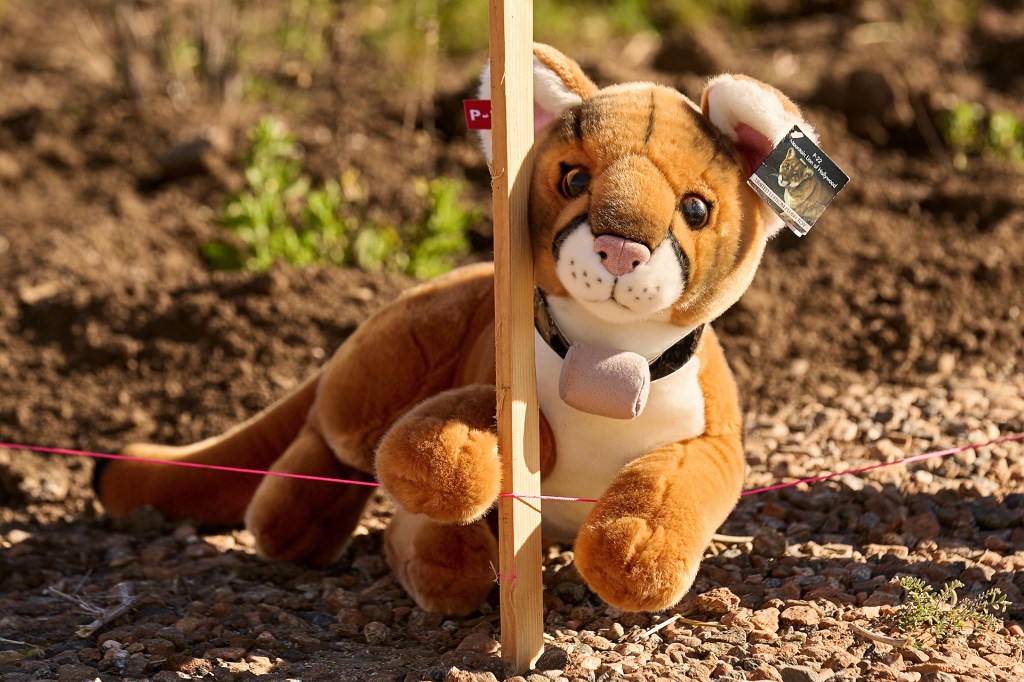 A plush mountain lion toy lying near a wooden stake in the ground.