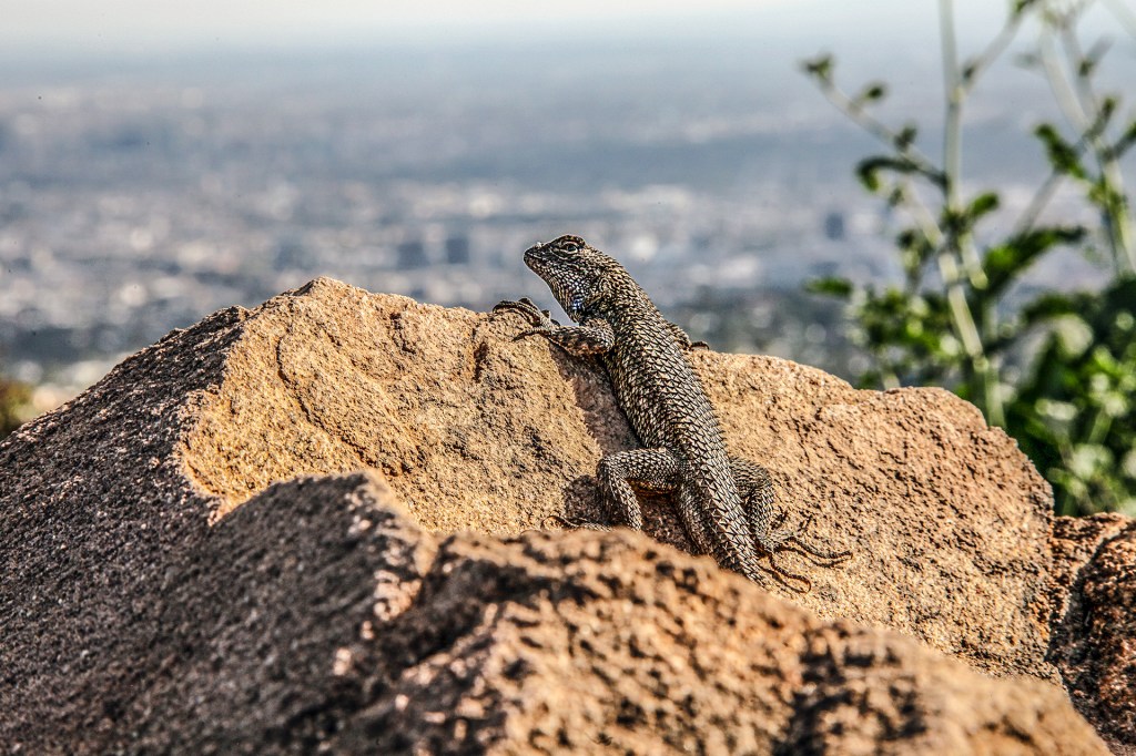 A small, dark-colored lizard rests on a sunlit rock, with a blurred landscape in the background.