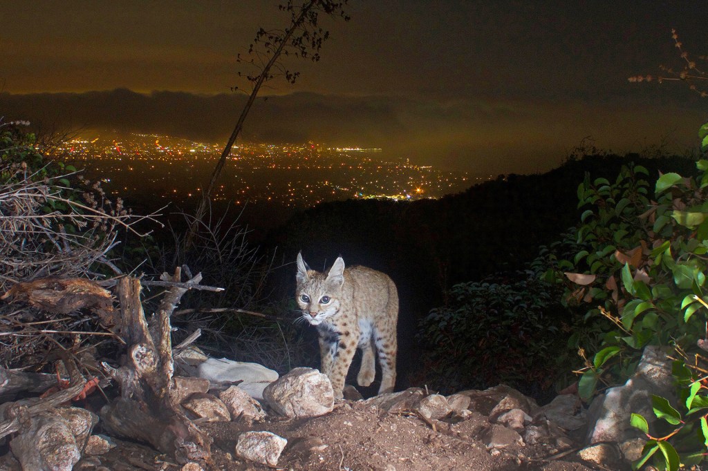 A bobcat walks across a rocky hillside at night, with distant city lights glowing in the background.
