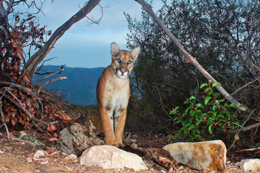 A mountain lion stands among rocks and bushes, looking at the camera against a backdrop of distant mountains.