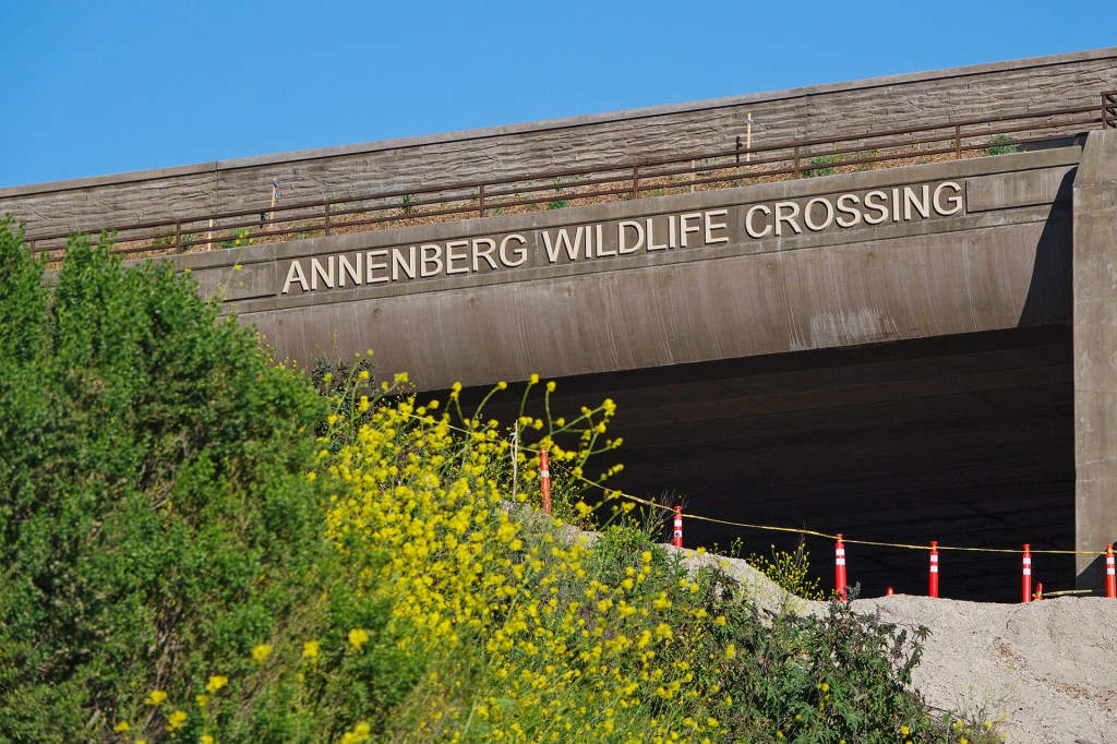 A concrete wildlife crossing with the words "Annenberg Wildlife Crossing" stretches over a highway with green plants growing nearby.